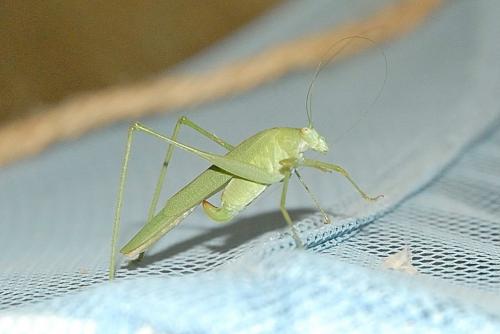 Phaneroptera sp.